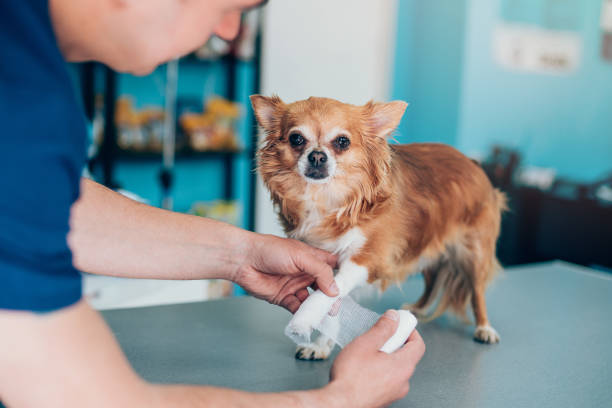 Common Pet First Aid Situations